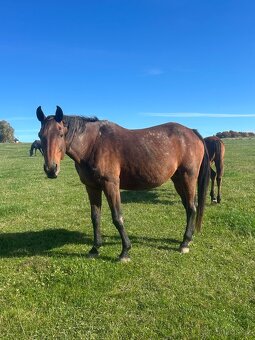 Kobyla s hříbětem - 3