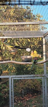 Papoušek horský modrý - 3