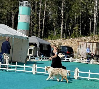 krytí CHOVNÝM PES - australský ovčák s PP - 3