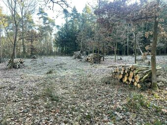 Palivové dřevo na prodej - 3