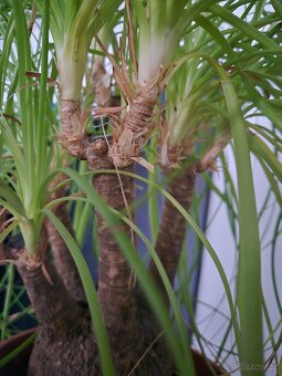 Sloní noha na prodej - 3