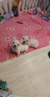 Francouzský buldoček s PP - 3