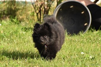 Německý špic střední s PP/FCI - 3