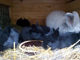 Velký světlý stříbřitý - 3