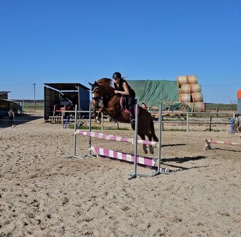 Sportovní pony B - 3