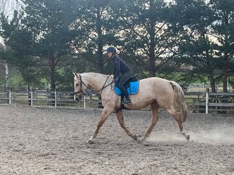 8 letá Kinská klisna - 3