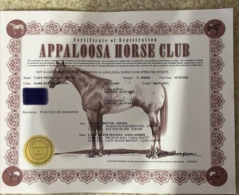 Appaloosa / Quarter horse - 3