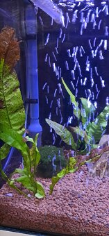 🐠 Prodám 2 kompletně zařízená akvária s rybičkami – 40 l 🐠 - 3