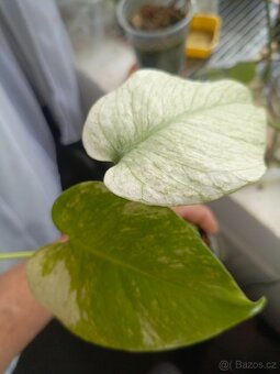 Monstera mintka - 3