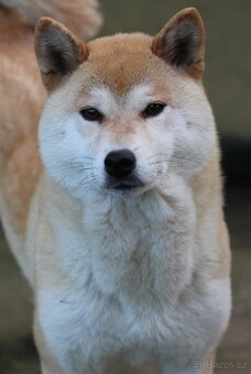 Shiba inu fenka kastrovaná do duchodu - 3