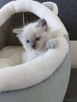 Ragdoll koťátka - 3