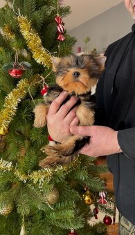 Jorkšírský terier - 3