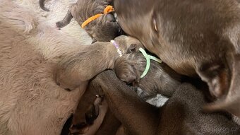 Americký stafordšírský teriér - 3