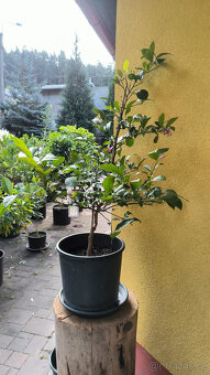 Prodám plodící citroník MEYER (č.68a) - 3