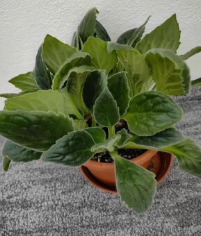 Pokojové rostliny - 3