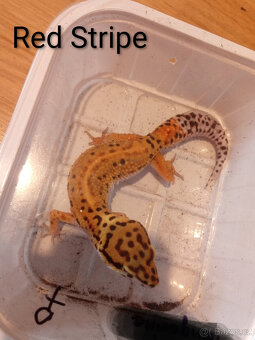 Gekončíci noční ( Eublepharis macularius ) - 3