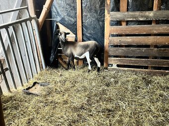 Kamerunská ovce - 3