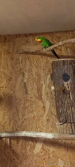 Papoušek Nádherný - 3