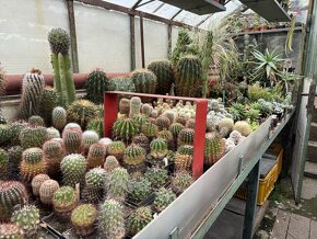 Prodám kaktusy - sbírka - 3