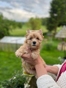 Fenka Tiffany yorkshire terrier golddust - 3