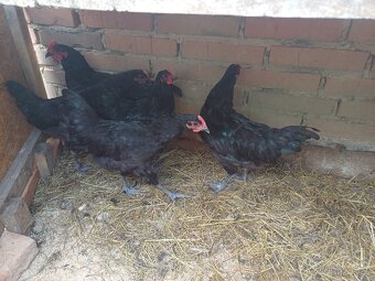 Kohouti Australka černá - 3