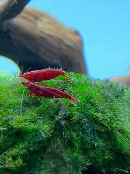 Prodám Neocaridina bloody mary ktevety – vlastní chov - 3