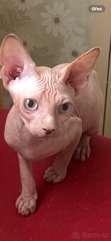 Kanadský sphynx bez PP - 3