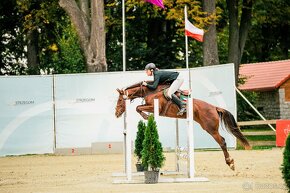 Perfektní klisna pro juniory do mezinárodní všestrannosti - 3