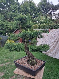 Bonsai,bonsaj Modřín - 3