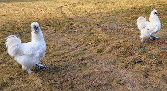 Hedvábnička - kohout - 3