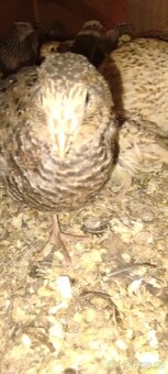 Křepelka japonská - 3