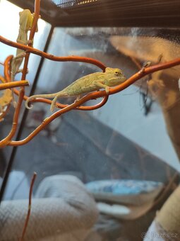 Chameleon Jemenský - mláďata - 3