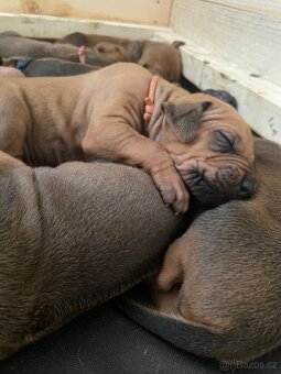 Rhodesky Ridgeback - 3