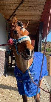 Sportovní pony - 3