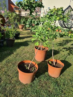Ginkgo biloba - 3