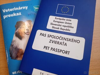 Jorkšírský teriér fenečka bleck Merle - 3