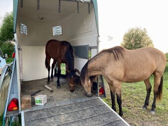Potřebuju se zbavit tohoto koně typu Lusitano - 3