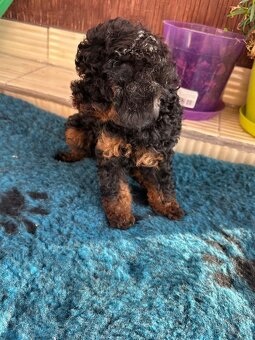 Neuvěřitelný toy pudl fantom P.P. FCI - 3