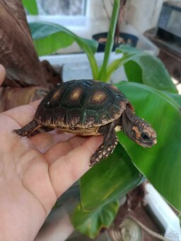 Želva uhlířská - 3