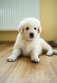 Slovenský čuvač - štěňátka s PP - 3