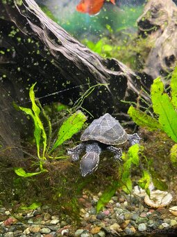 Klapavka obecná - Sternotherus odoratus - 3