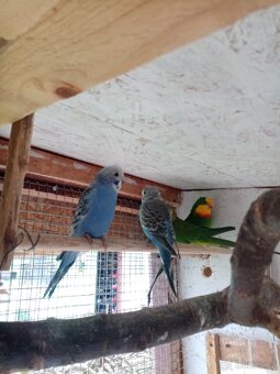 Prodám andulky vlnkované - 3