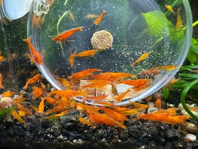Neocaridina Orange Sakura(20Ks) - 3