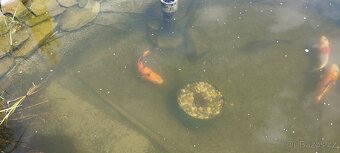 Jelec, koi kapr - 3