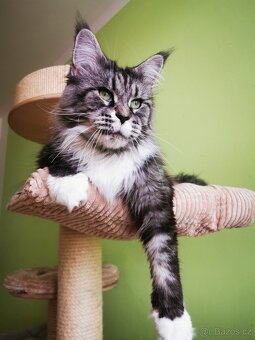 Mainská mývalí Adopce s PP - 3