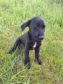 Stěně Labrador - 3