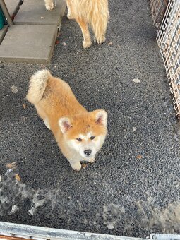 Štenátka Akita inu - 3