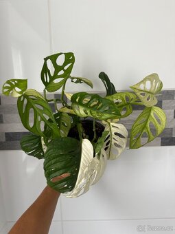 Monstera Adansonii Japanese Tricolor - 3