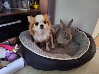 Zakrslý králíček - modrý - 3