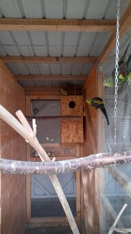 Prodám korely, andulky, holoubky a pap. horského - 3